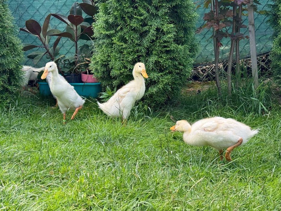 Kaczki biegusy czysto biale