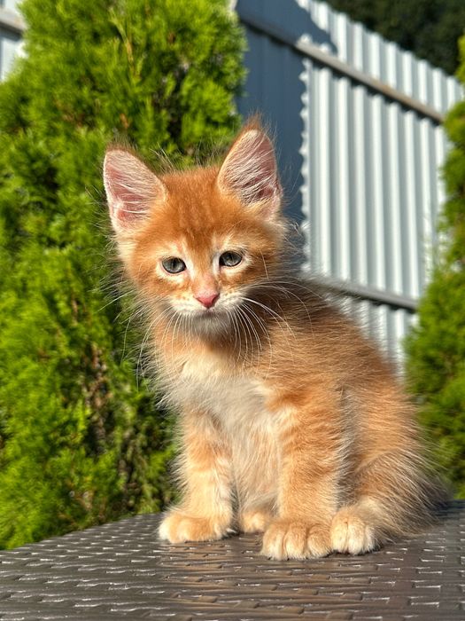 Leonardo-Kocurek Maine Coon