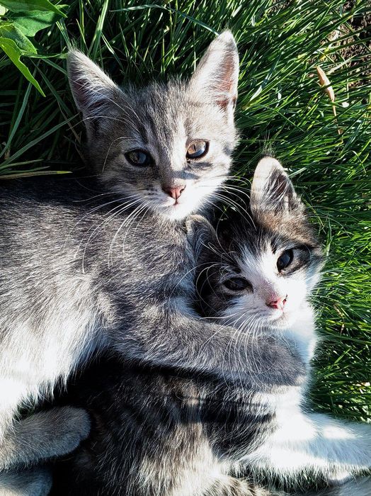 Віддам чудових кошенят