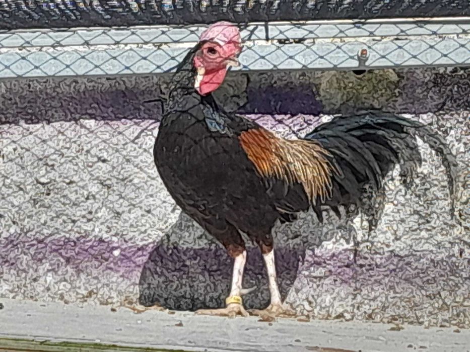Gallus Várius, Vs., Green Junglefowl