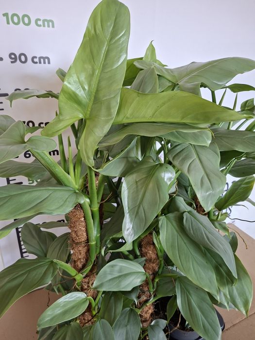 Philodendron hastatum ‘Silver Queen’ Filodendron