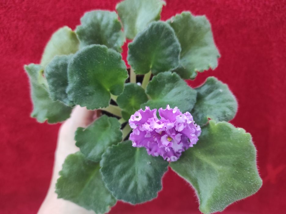 Фіалка сенполія квітуча,рожева з рюшами