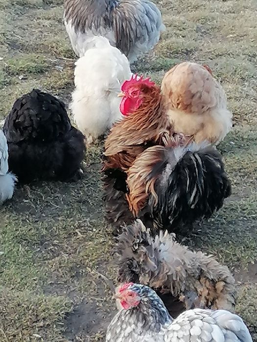 Kochin karzełek miniaturowy para