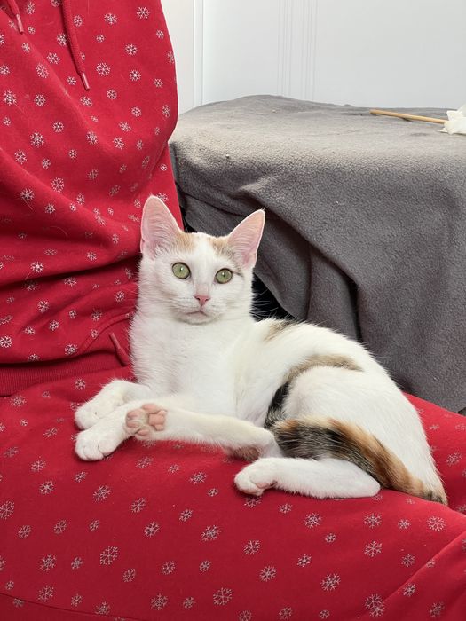 RÓŻA i LILIA - siostry do adopcji w dwupaku