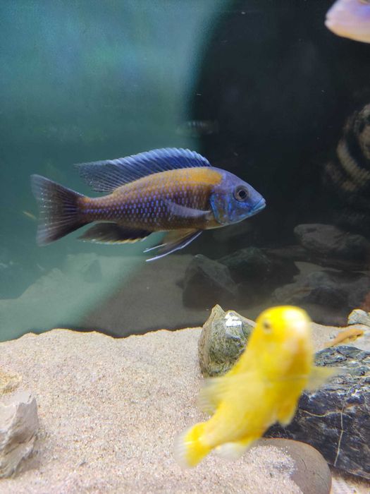 Ciclideos africanos - Kandango