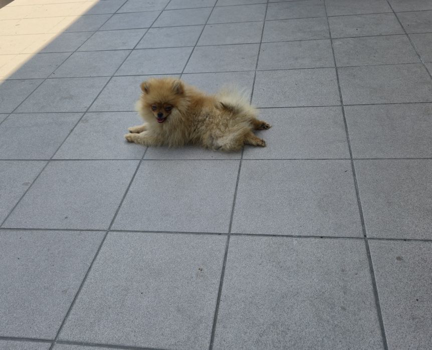 Szpic miniaturowy Pomeranian  chłopak