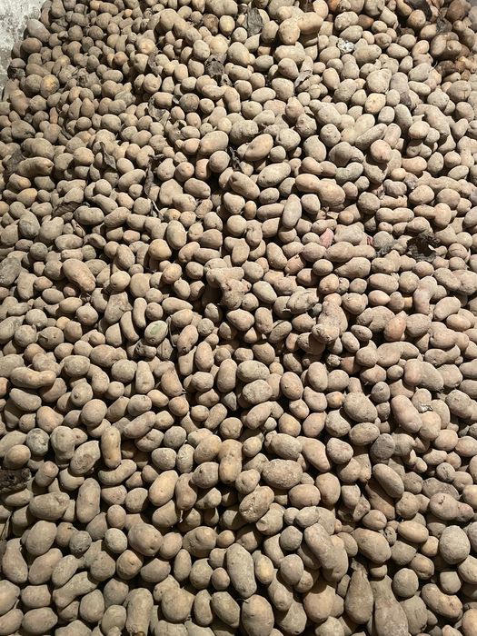 Ziemniaki jadalne/paszowe