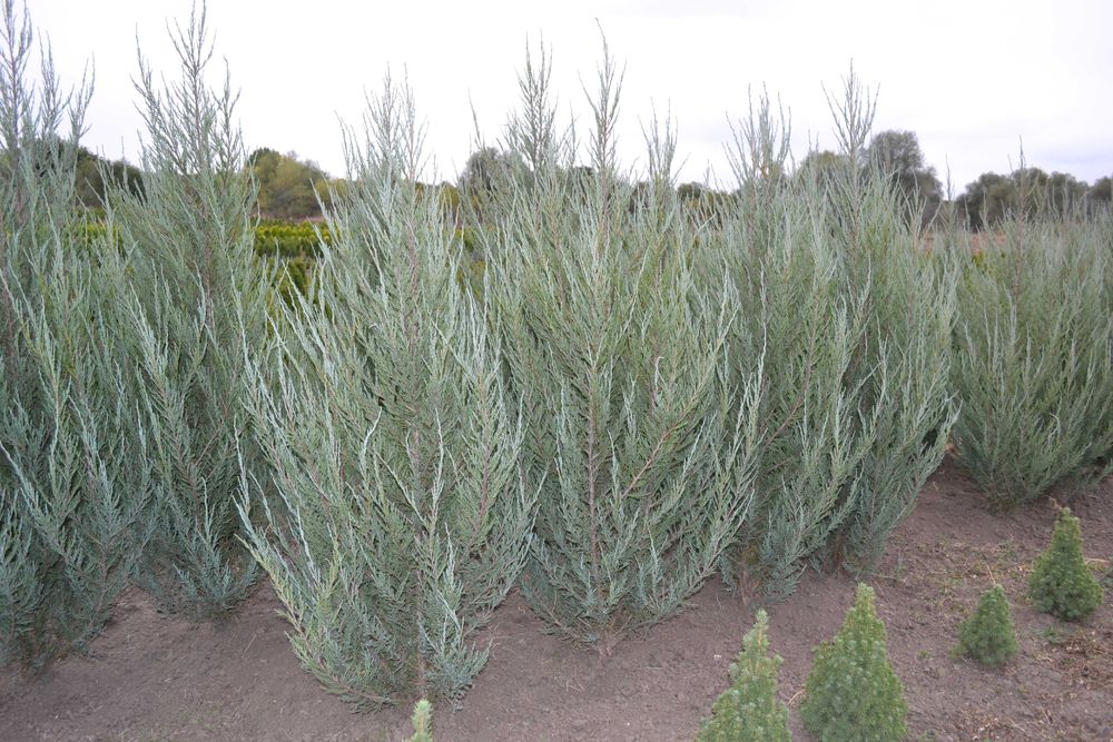 Ялівець скельний Блю Арроу "Blue Arrow"