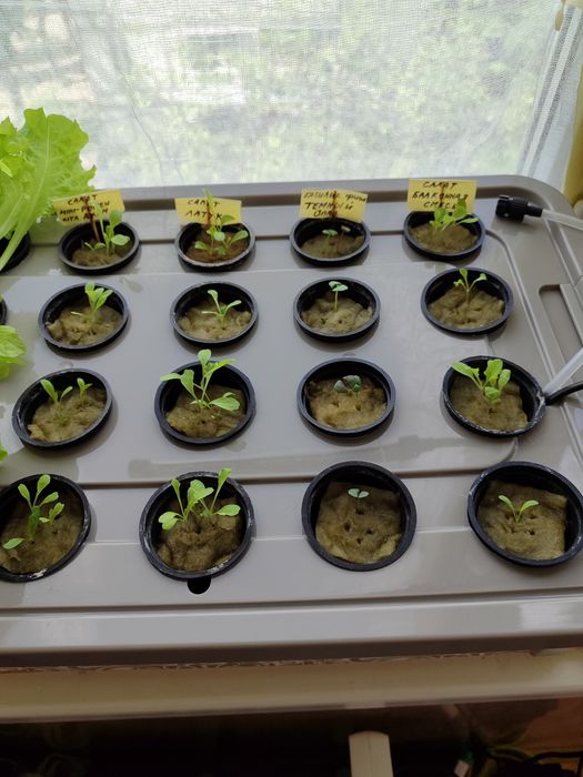 Гидропонный ящик для рассады