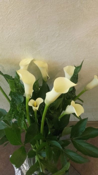 Zantedeschia, Calla, Kalla, Kalia - kolor żółty >Cebulki
