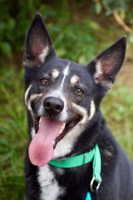 Kto pokocha dorosłego psa? Uroczy mix łajka szuka domu