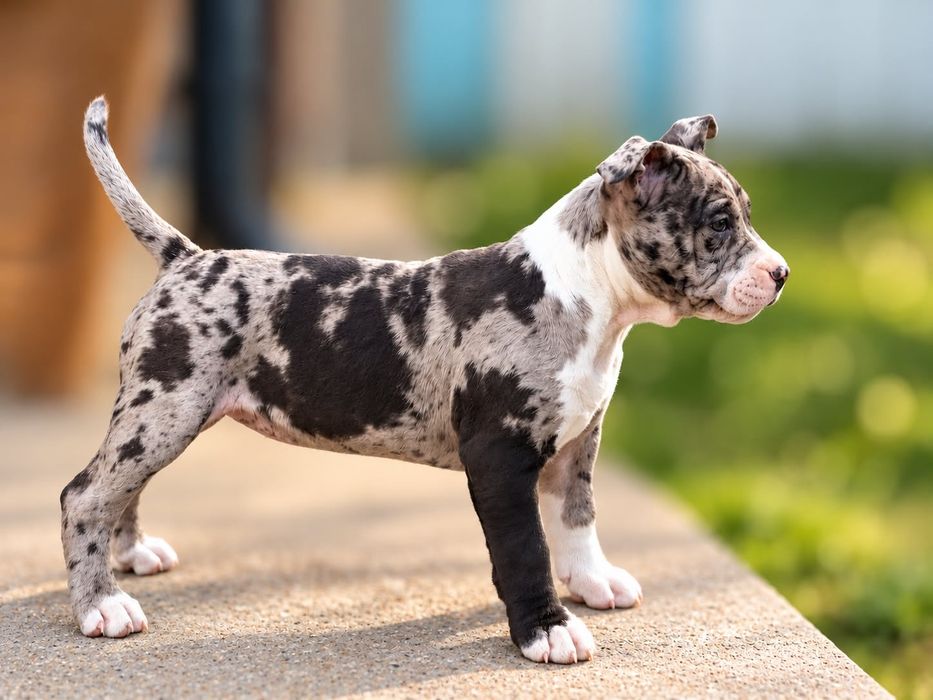 Gotowa do odbioru!!! Sunia Merle! American Staffordshire Terrier 2026 ***Złota Granda ***