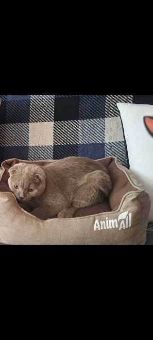 Вакцинований паспорт,блохи,глисти шотландець висловухий окрас ліловий