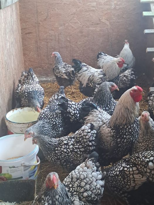 Kogut koguty wyandotte srebrnołuskowane