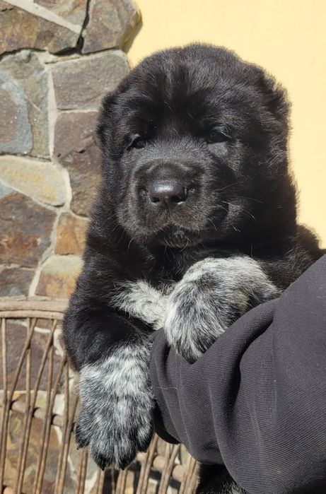 Середньоазіатська вівчарка хлопчік