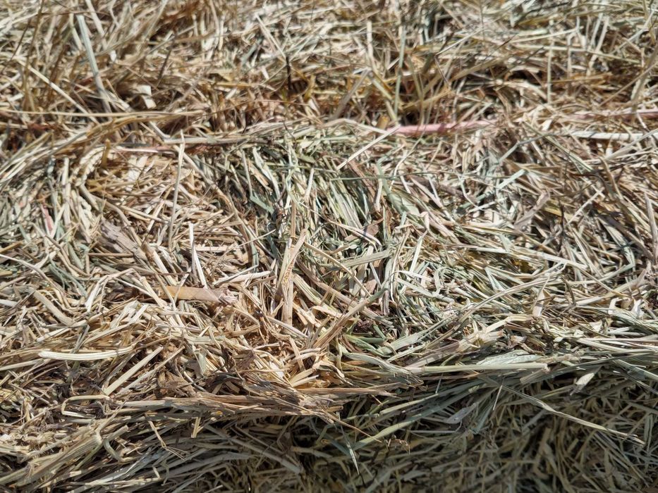 Fardos de feno nascediço.