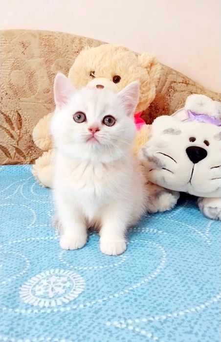 Біленьке ведмежатко Чудо дівчинка красунечка