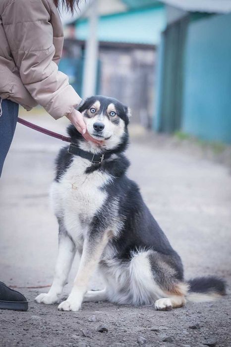 Хлопчик, метис хаскі