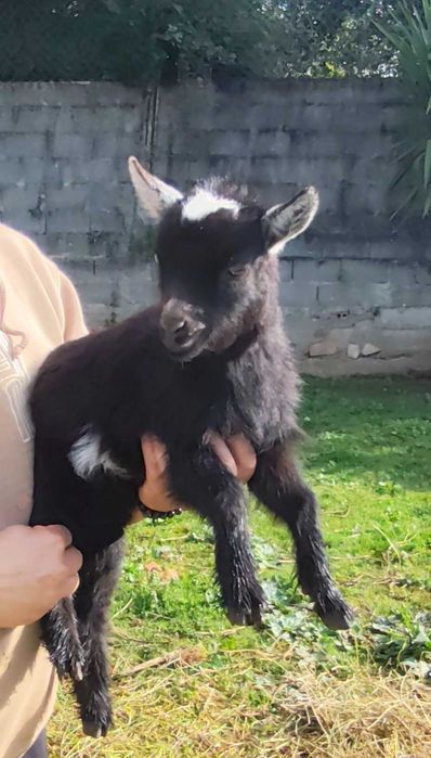 Cabras anãs, super dóceis