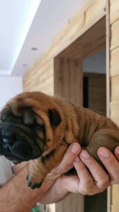 Shar Pei Rodowodowe FCI