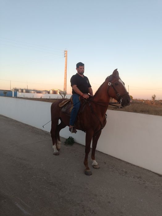 Cavalo com 12anos