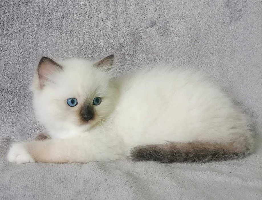 Чарівний пухнастик с добрими навичками-порода регдал