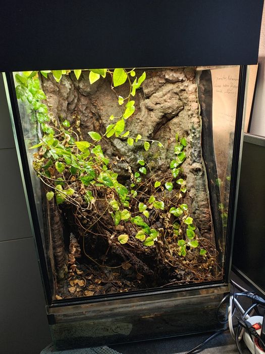 Terrarium tropikalne idealne dla gekona