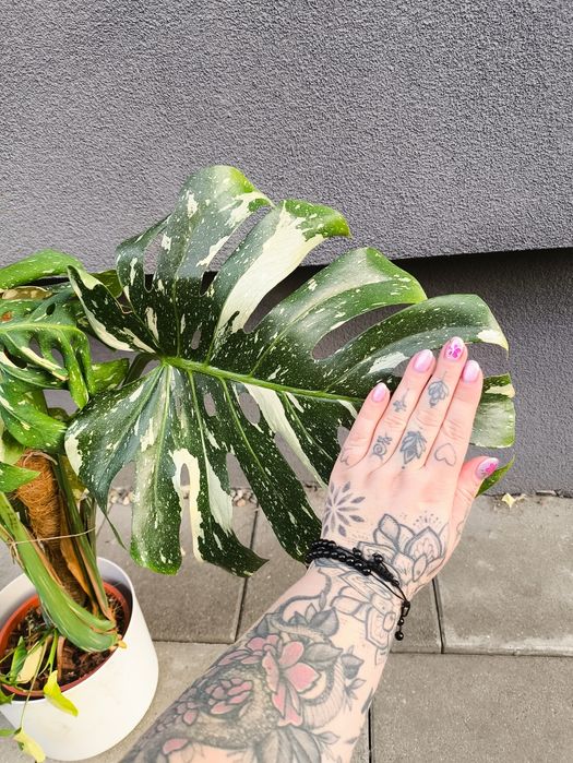 Monstera Thai duża
