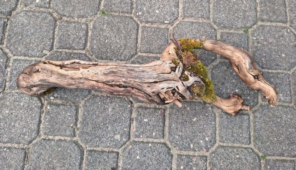 Pnie winorośli pochodzące z winnicy