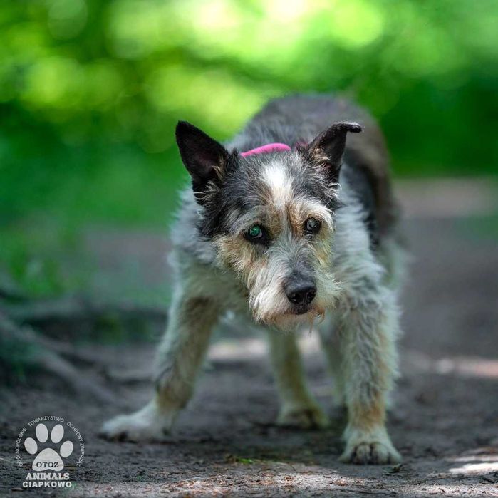 Donald szuka domu na jesień życia! OTOZ Animals Ciapkowo