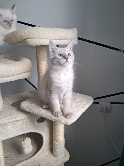 Alvaro kocurek Neva Masquerade Syberyjski