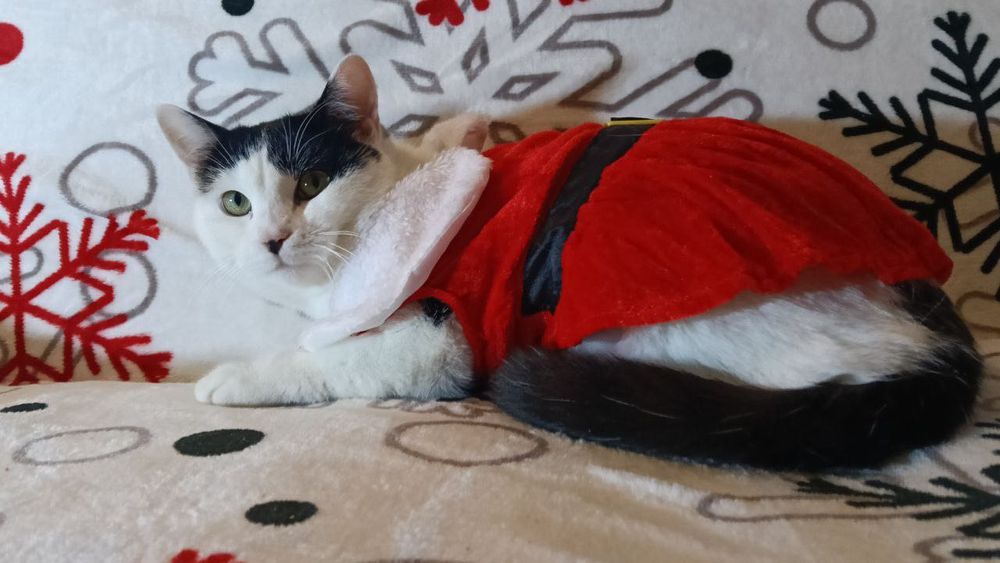 Красивые кошечки из приюта