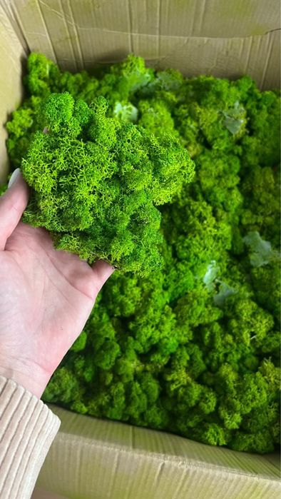 Mech chrobotek do decoracji wnętrz