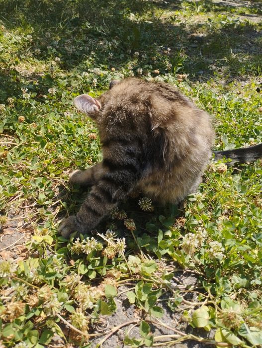 Кошенятко дівчатка