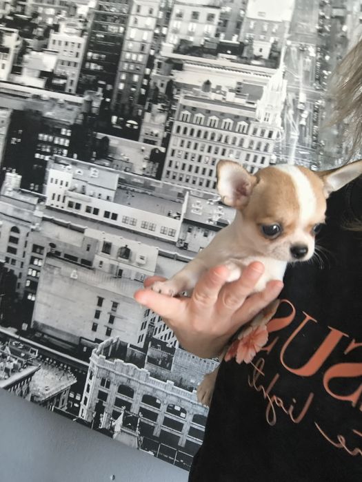 Chihuahua. Menino Mini branco e castanho.Cabeça de Maçã.Perfeito!
