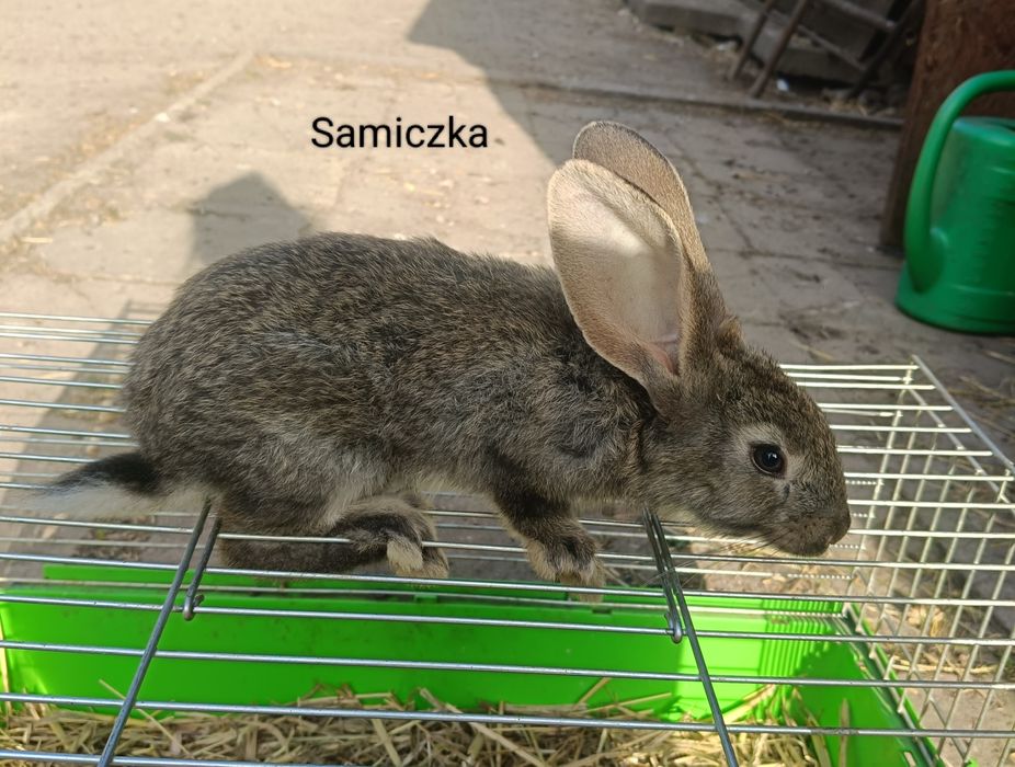 Sprzedam króliki  mieszańce samiczki  i samce