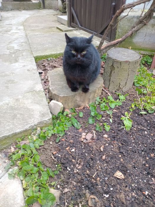 Кот Породы Бомбей в хорошие руки.