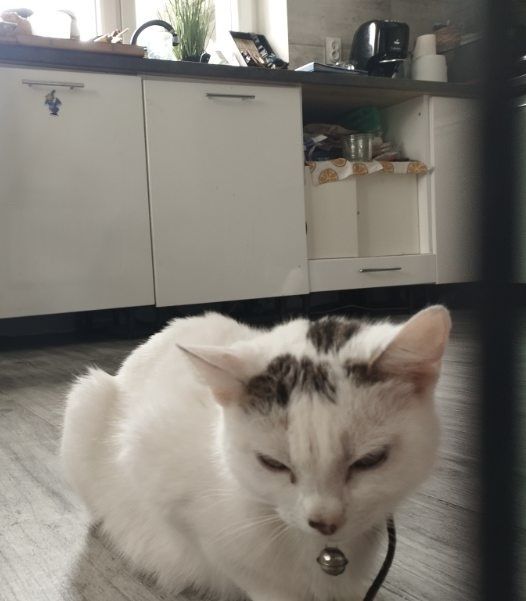 Kicia z kociakami