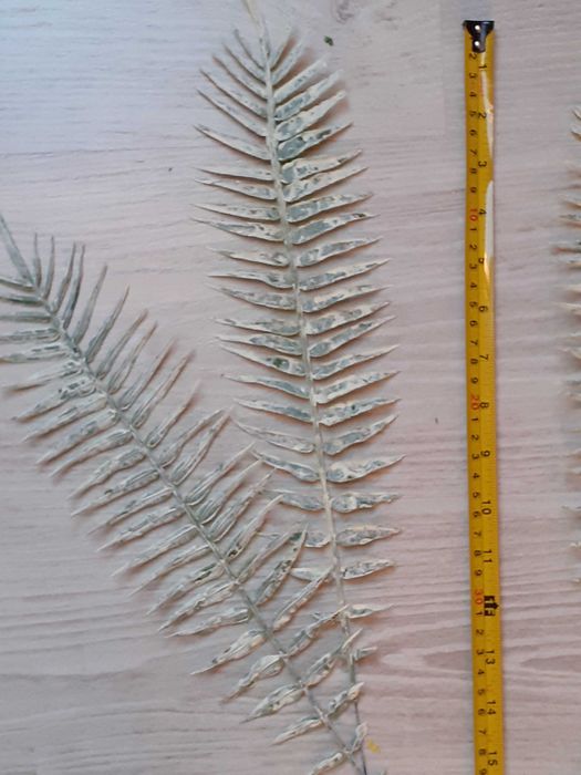 Paprotka bielona gałązka dodatek do stroika