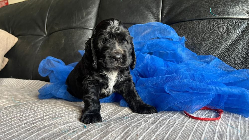 Cocker spaniel inglês