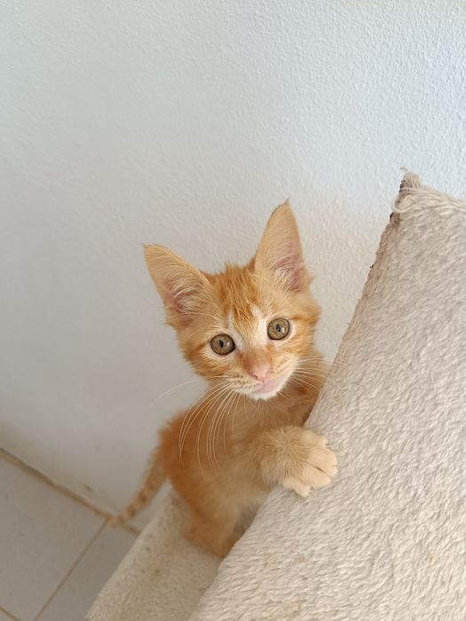 Gatinho (macho), para adoção em Viseu