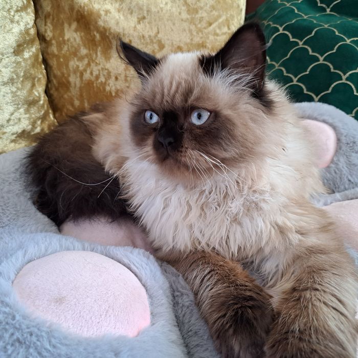 Kocurek, Perski, pers color point