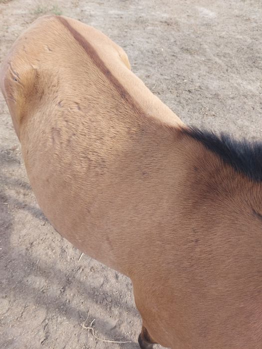 Poldra psl baio pardo