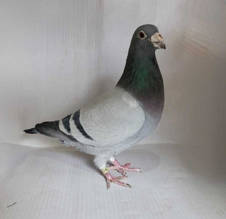 Sprzedam gołębia | samczyka | as lotowy i rozpłodowy - gołąb