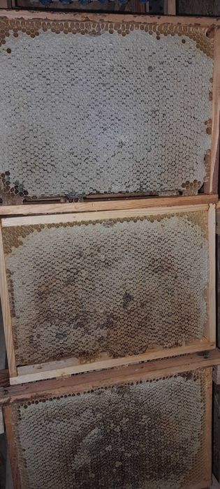 Sprzedam miod z wlasnej pasieki