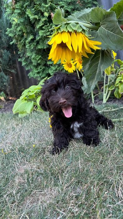 Хаванез, Гаванский бишон. FCI.