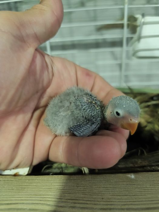 Fishers opalinos pale x cobalto