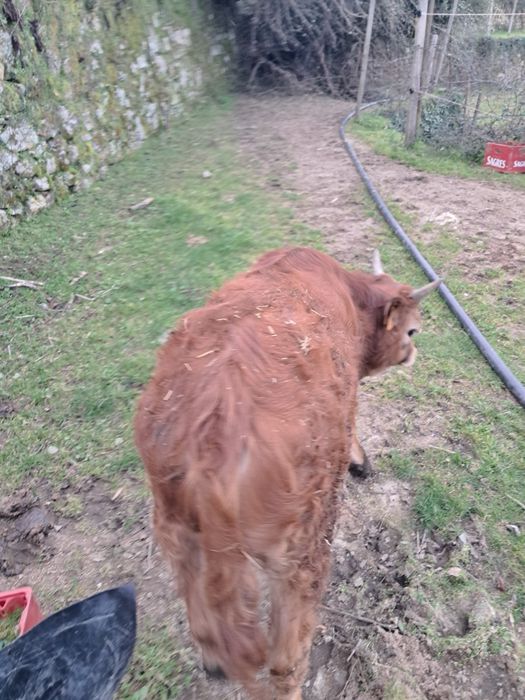 Vitelo barrosã  zona centro