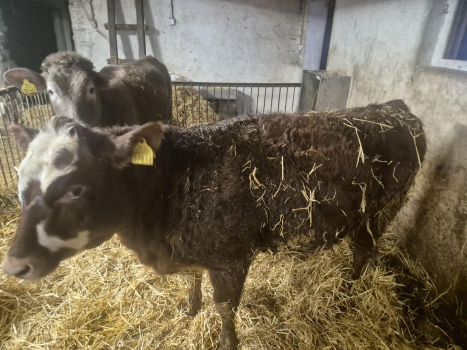 Jałówki odsadki 400kg