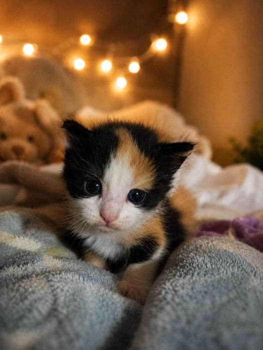 Gatinho Bébe da raça  Bosque da Noruega